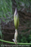 Iris sambucina? Knopse