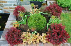 Gartenansichten Berberis 3