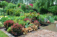 Gartenansichten Berberis 4