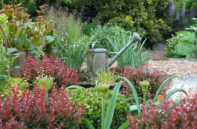 Gartenansichten Berberis 5