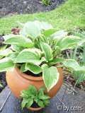 Torchlight.Purple Dwarf