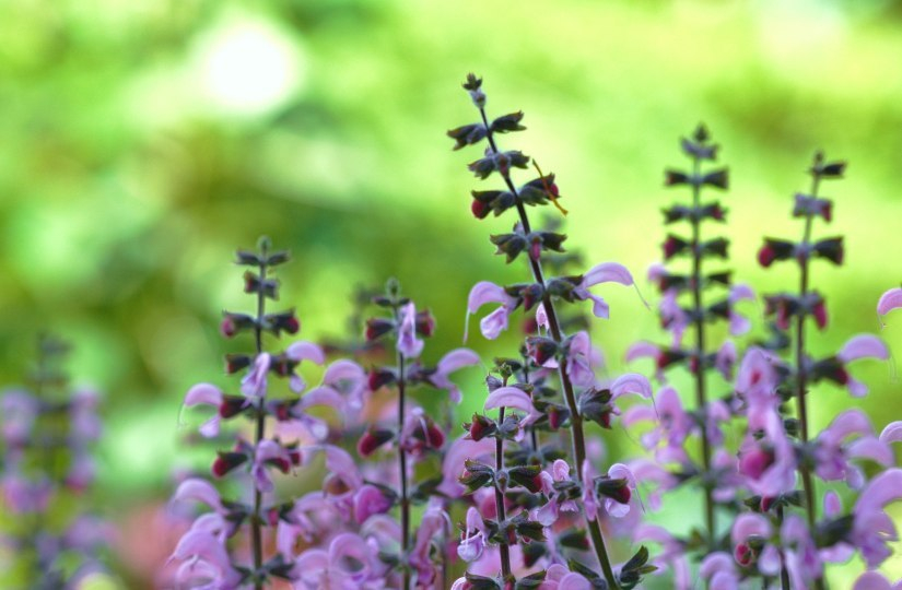 Salvia 1