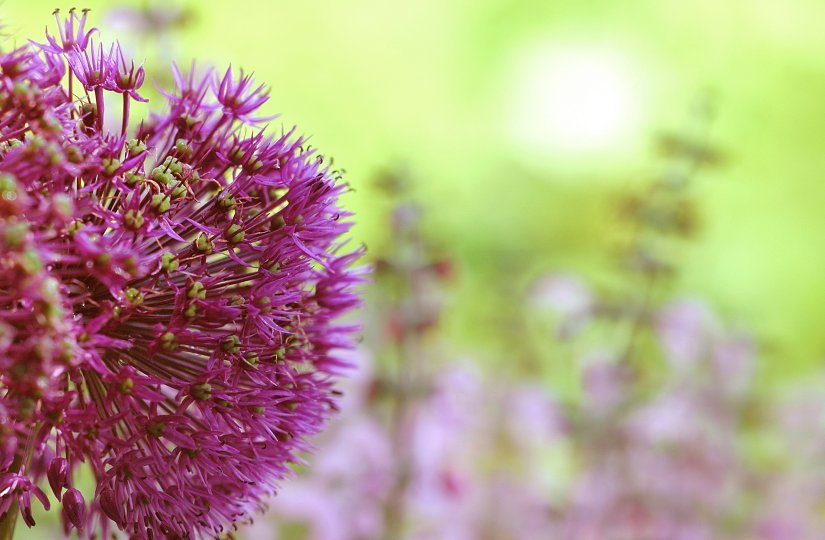 Allium 1