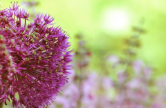 Allium 1