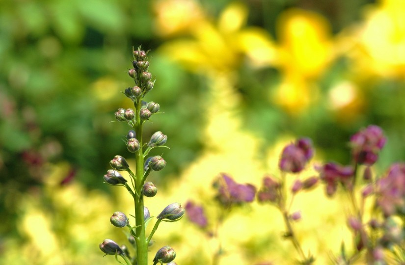 Delphinum 1