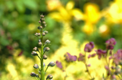Delphinum 1