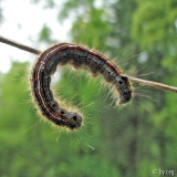 Malacosoma neustria