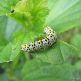 Shargacucullia verbasci
