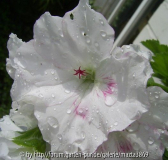 PIC_0070_opt.jpg