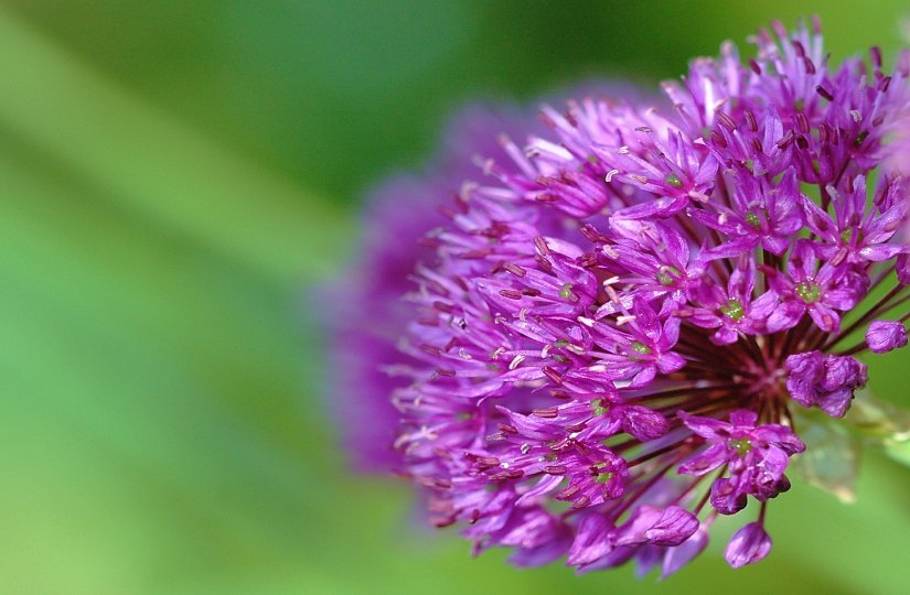 Allium 1 16-05-2007