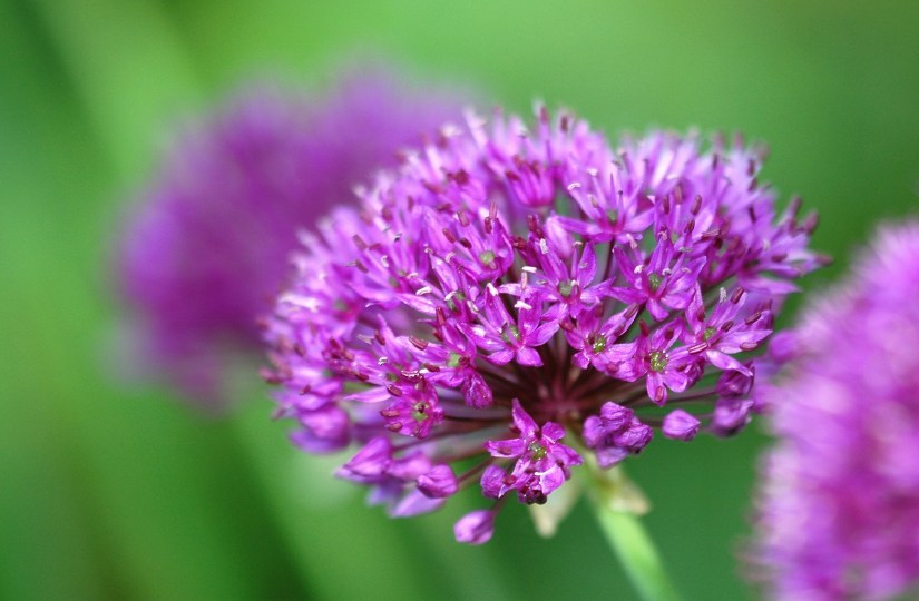 Allium 2 16-05-2007