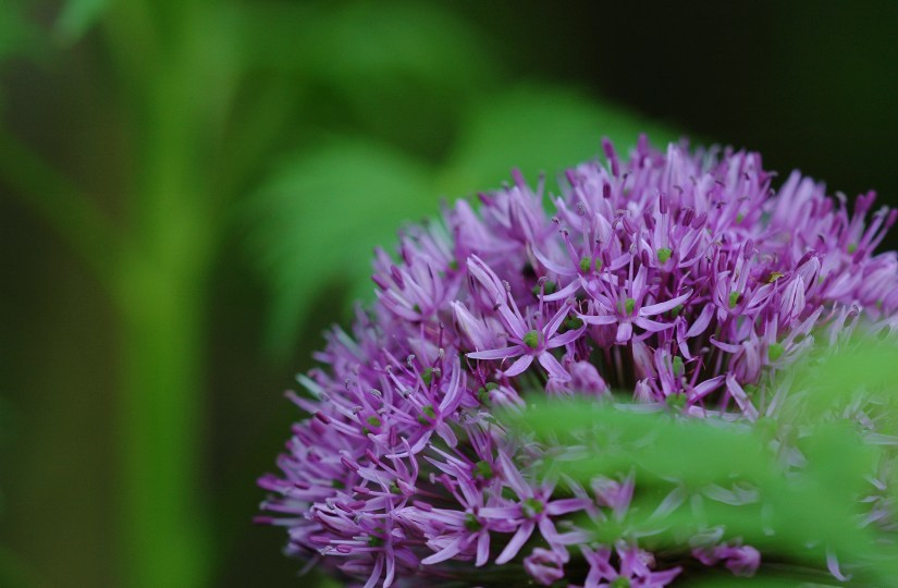 Allium 2 13-05-2007