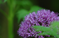 Allium 2 13-05-2007