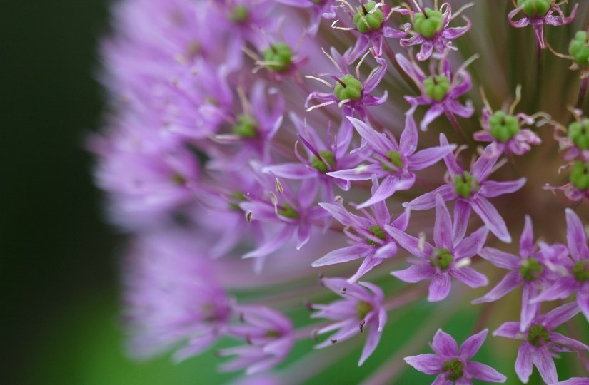 Allium 4 13-05-2007