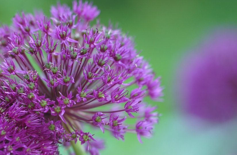 Allium 5 13-05-2007