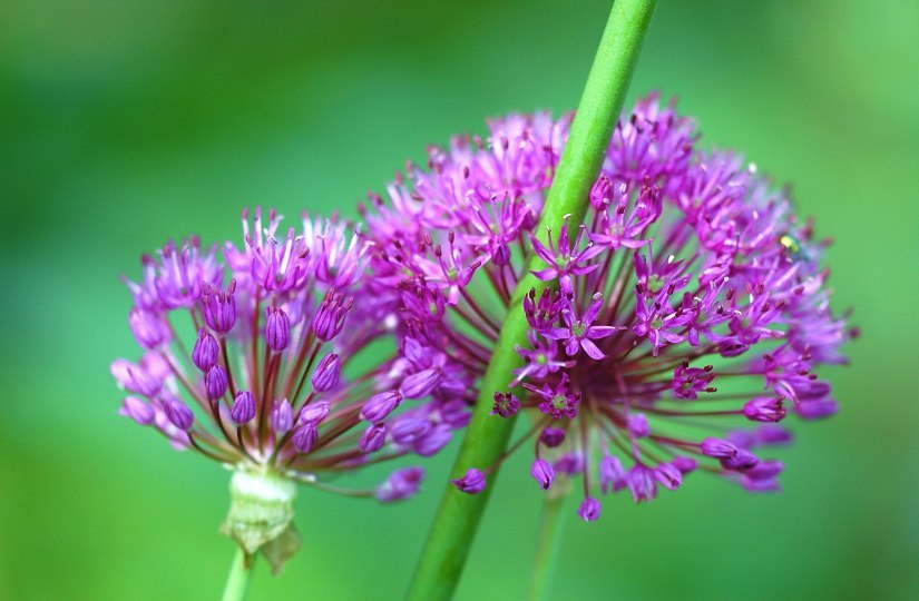 Allium 3 16-05-2007