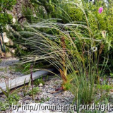 stipa stenophylla 2.jpg