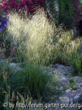 stipa gigantea_07.jpg