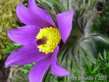 Pulsatilla vulgaris