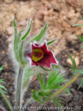 Pulsatilla vulgaris