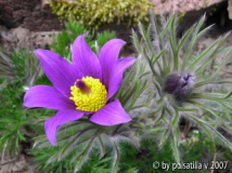 Pulsatilla vulgaris
