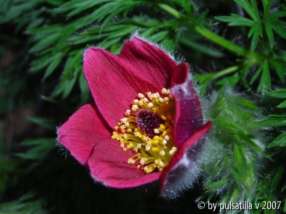 Pulsatilla vulgaris