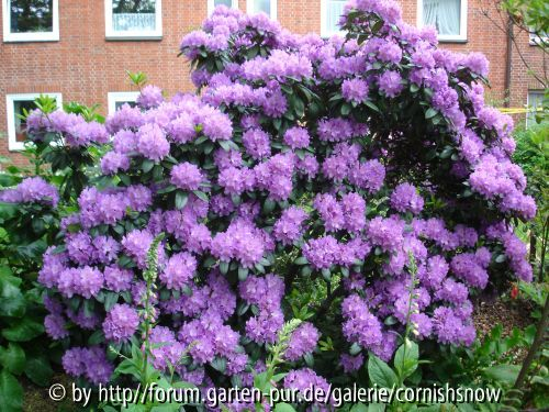 Rhododendron Catawbiense-Hybride I