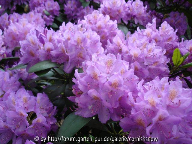 Rhododendron Catawbiense-Hybride II