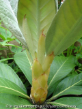 Rhododendron macabeanum II