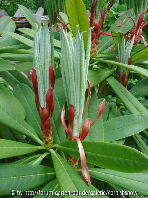 Rhododendron calophytum