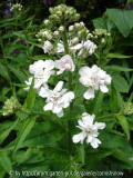 Hesperis matronalis 'Alba Plena'