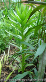 Lilium monadelphum - evtl. I
