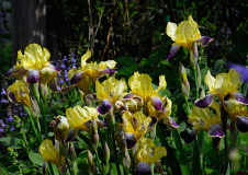 Iris barbata 'Nibelungen'