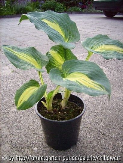 Hosta Dream Weaver Topf