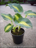 Hosta Dream Weaver Topf