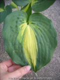 Hosta Dream Weaver Blatt