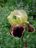 Iris barbata 'Vingolf'