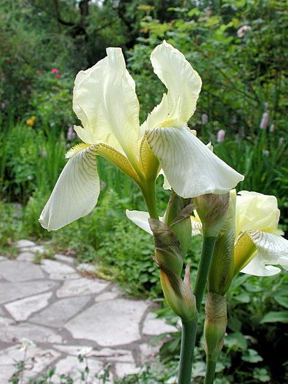 Iris flavescens 2002