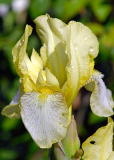 Iris flavescens 2007 im Regen