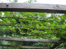 Kiwi 2 (Garten)