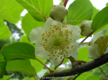 Kiwi 2 (Garten)