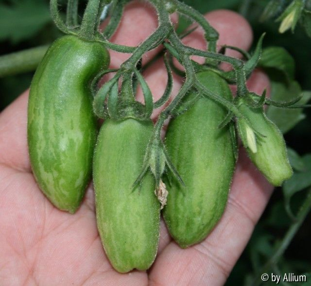 070522_GreenSausage
