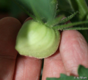 070522_KroatischeFleischtomate