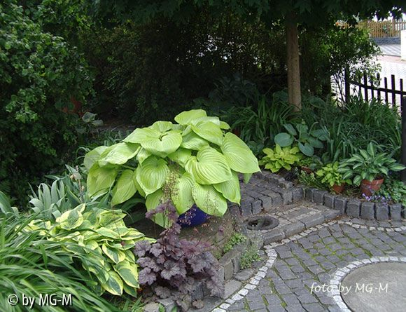 Hostas Einfahrt