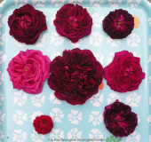 Unbekannte(Soll Duchesse de Bragance von Schultheis sein) und Vergleichsrosen
