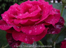 Chr_Imp im Regen
