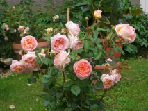 CIMG1190_600x600_100KB.jpg