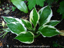 Hosta Minuteman.jpg