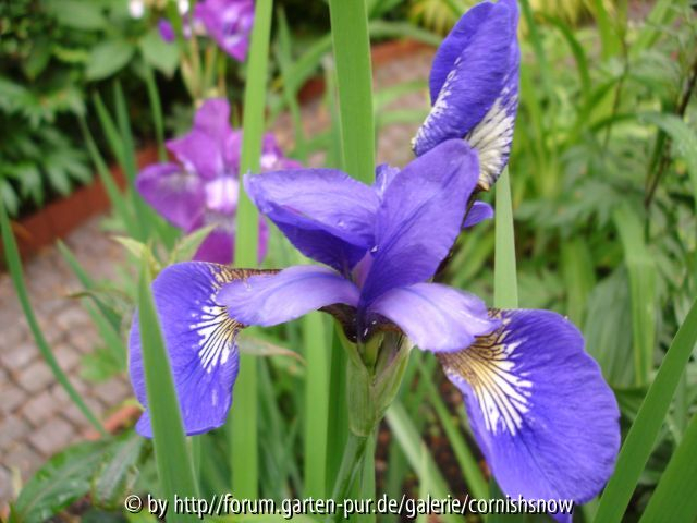 Iris sibirica ?