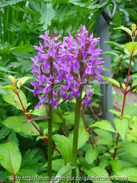 Dactylorhiza-Hybride
